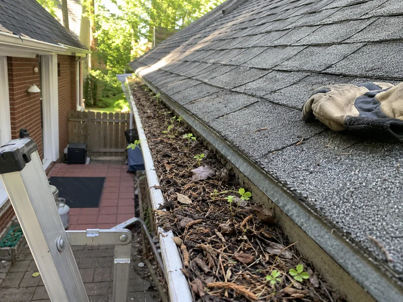 Gutter packed with leaf litter and seedlings before cleaning