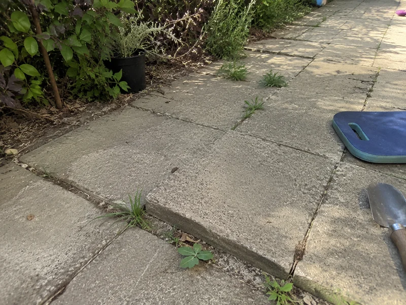 Sunken paver creating a trip hazard on a garden path