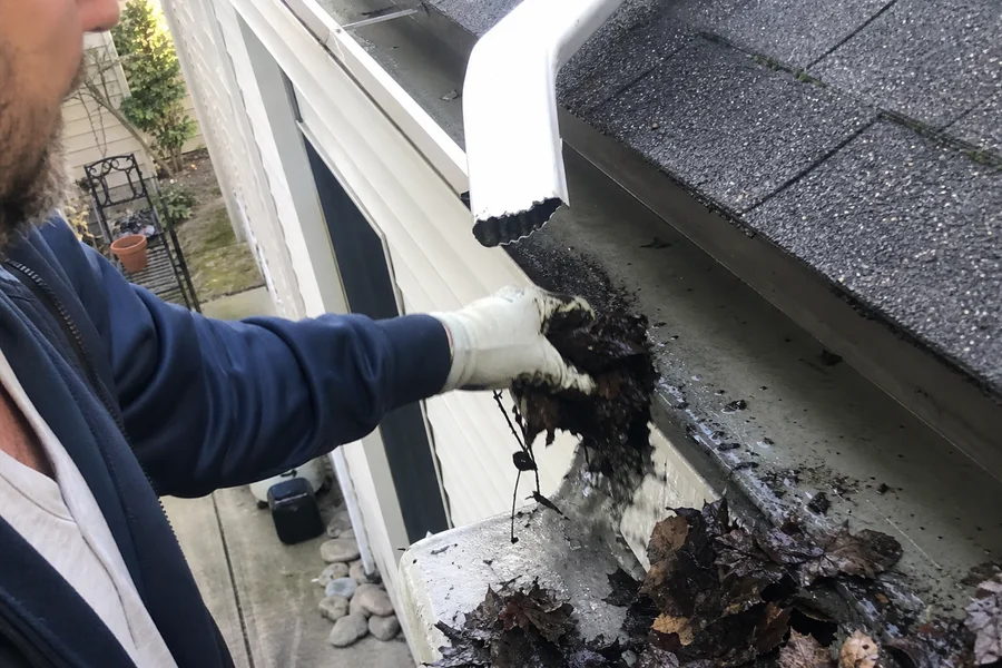 Blocked downpipe outlet being cleared of wet leaf litter