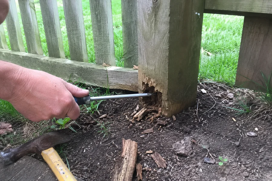 Screwdriver testing a soft rotting section at the base of a fence post